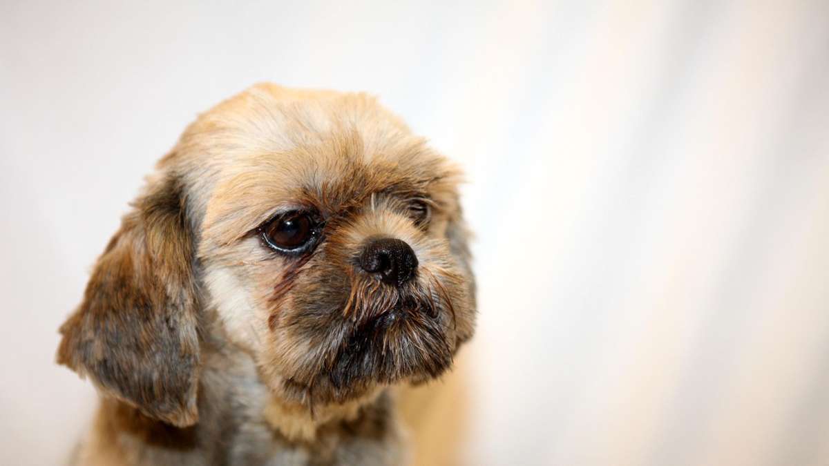 Skandal um ausgesetzte Hunde: „Einigen Züchtern geht es nur ums Geld“