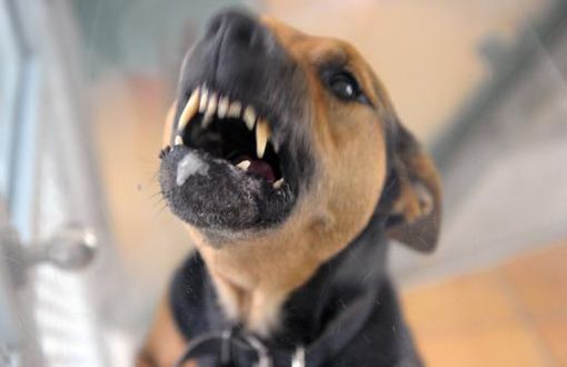 Ein Hund fletscht die Zähne. Symbolbild. Foto: Archiv/dpa
