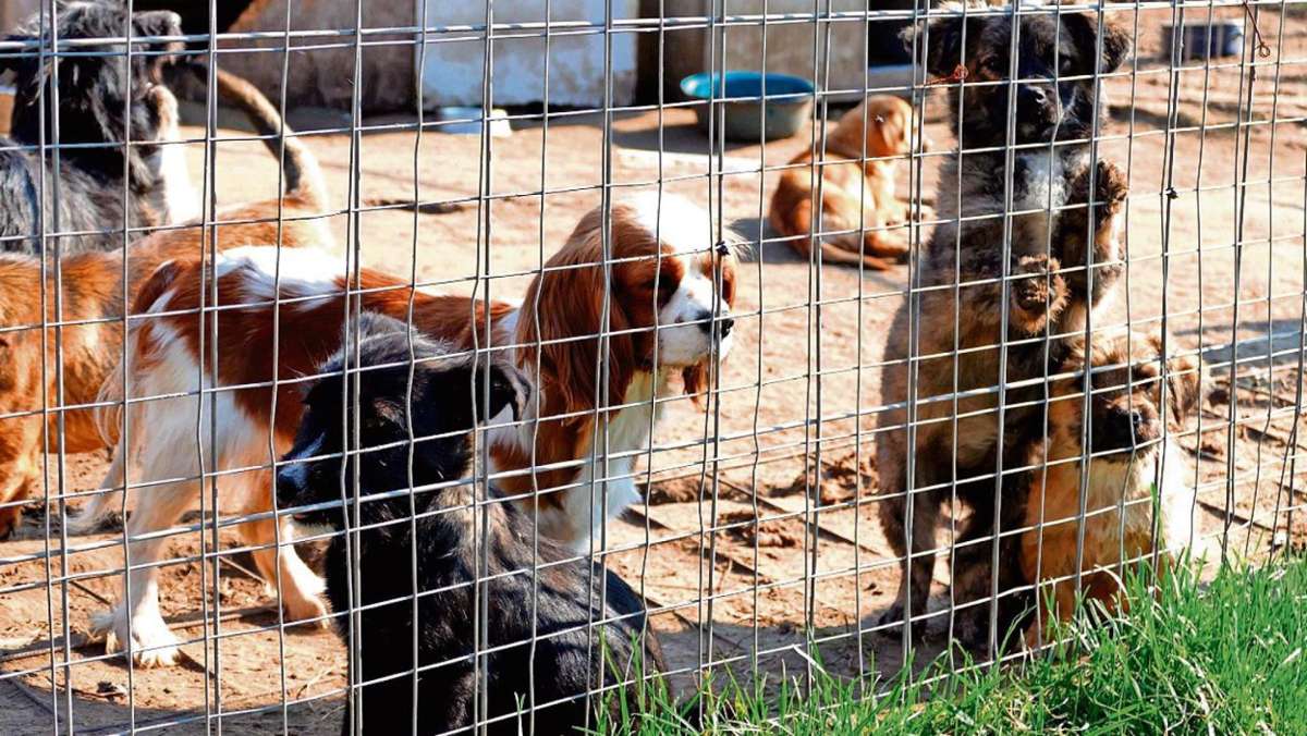 Witzleshofen/Filakovo: Hunde ohne Heimat - Verein sammelt für Kastrationen