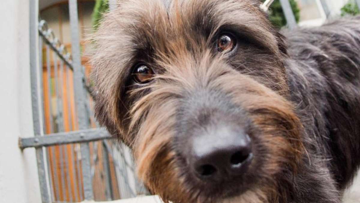 Fichtelgebirge: Hund beißt Fünfjährige