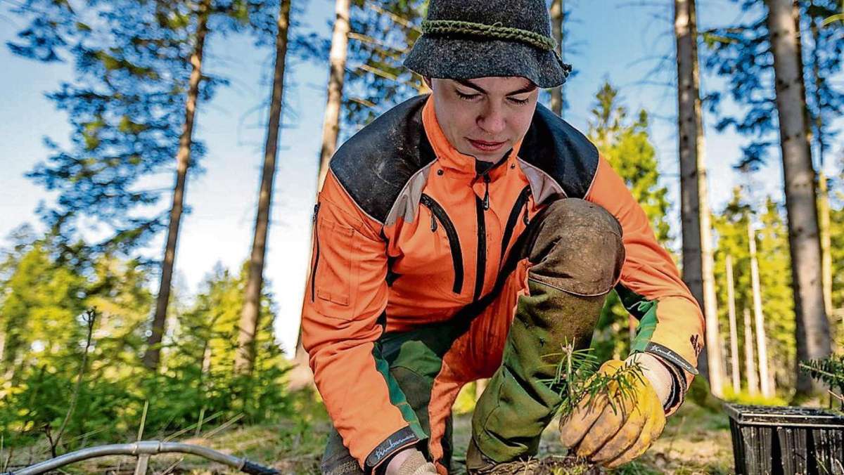 Fichtelberg: Junge Bäume für den Wald der Zukunft