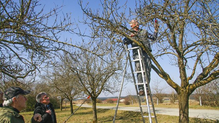Vereinigung der Baum- und Gartenpfleger: Obstbäume richtig schneiden