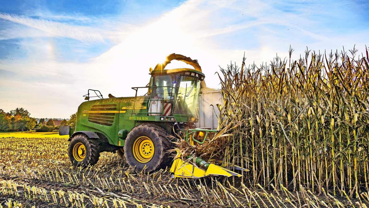 Landauf, landab braune Stängel: Warum der Mais noch immer auf dem Feld steht