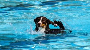 Bildergalerie: Das Hundeschwimmen im Freibad Hof