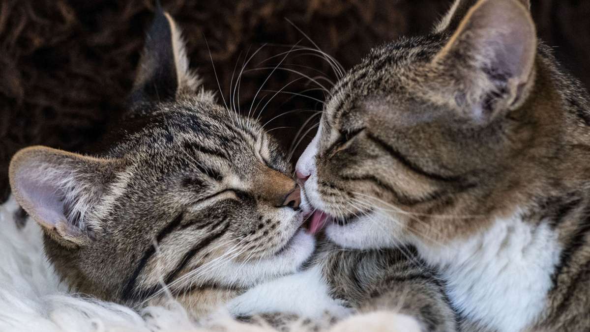 Haustier-Serie: Die richtige Partnerwahl für die Katze