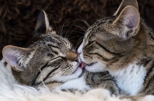 Harmonie: Beim Zusammenstellen einer Katzen-WG sollte auf ähnliche Persönlichkeiten geachtet werden. Foto: Franziska Gabbert/dpa-tmn/Franziska Gabbert