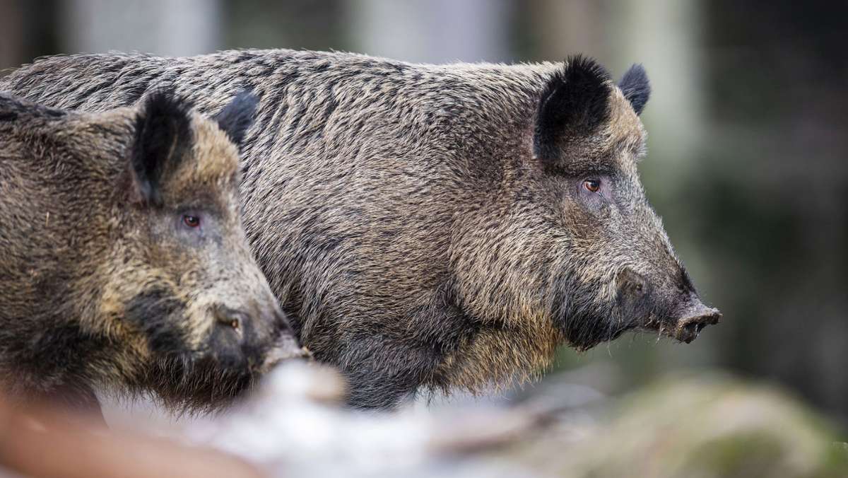 Veterinäramt warnt: Die Schweinepest rückt näher