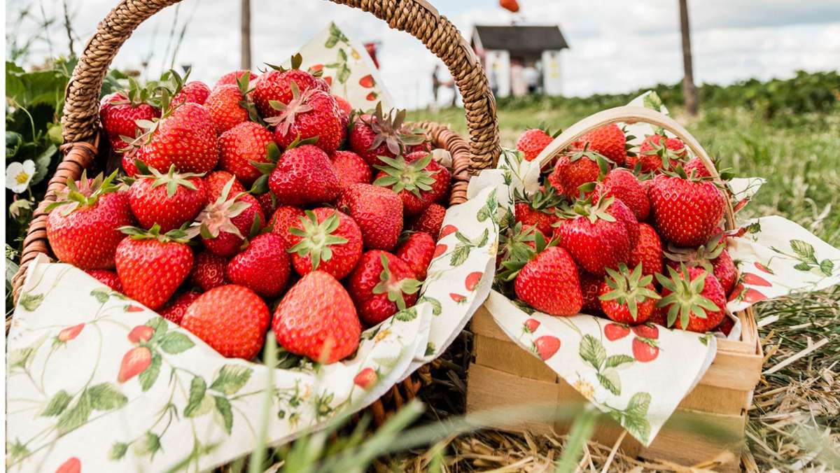 Selbstpflücken: Erdbeerfeld: Tradition vor ungewisser Zukunft
