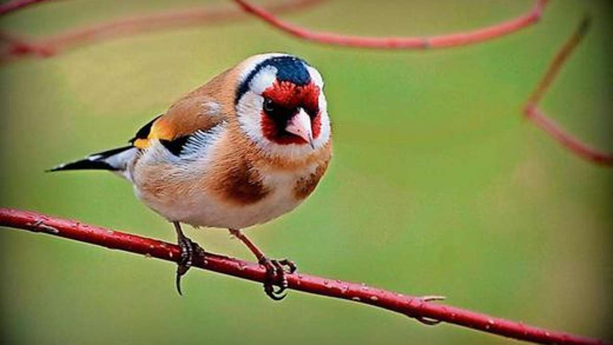Fichtelgebirge: LBV ruft zur Vogelzählung auf