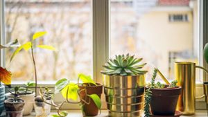 Gartenserie: Die richtige Zimmerpflanze