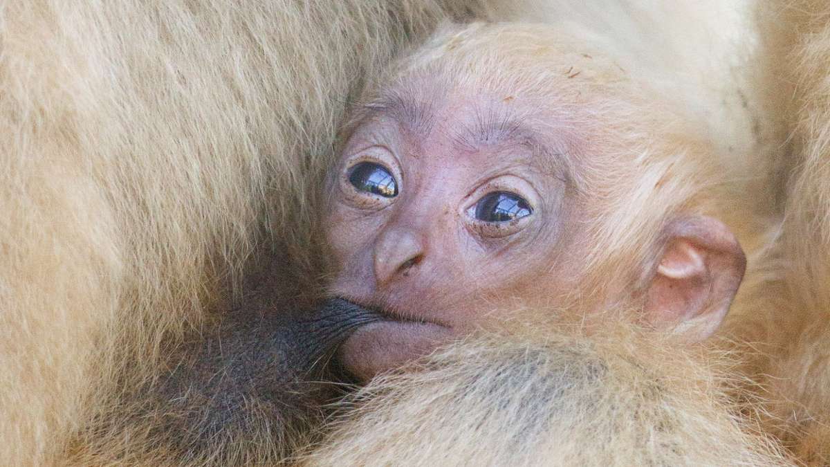 Hof: Das Gibbon-Baby ist tot