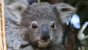Australien – Heimat der Koalas: Koalas – kulturell konkurrenzlos