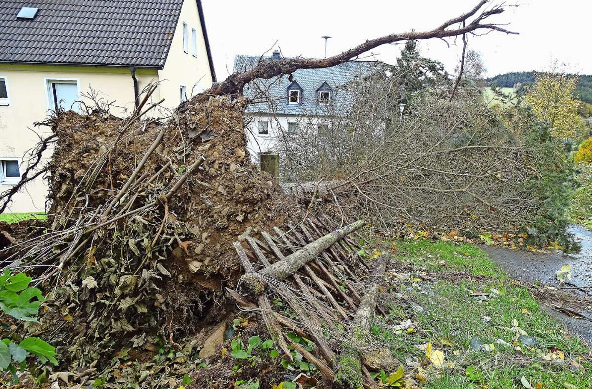Umgestürzte Bäume – wie hier in Marxgrün – machten beim ersten größeren Herbststurm des Jahres den Großteil der Schäden im Hofer Land aus. Foto: Köhler