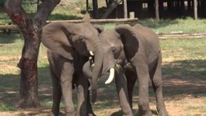 Tiere: Elefanten passen ihre Begrüßung laut Studie der Situation an