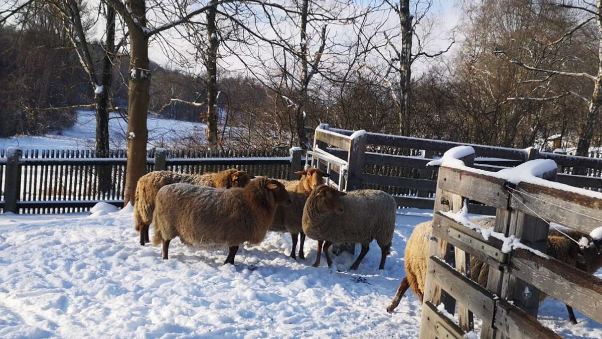 Schwarzenbach/Saale: Kita mit Schafen als Nachbarn