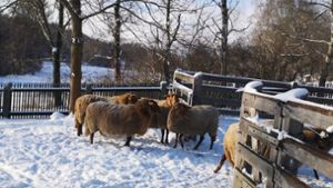 Kita mit Schafen als Nachbarn