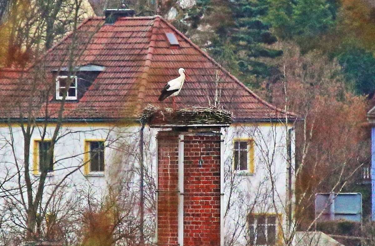 Der Storch hat seinen Platz auf dem Schlot der Zollfrank-Brauerei wieder eingenommen. Foto: /Gerhard Bock