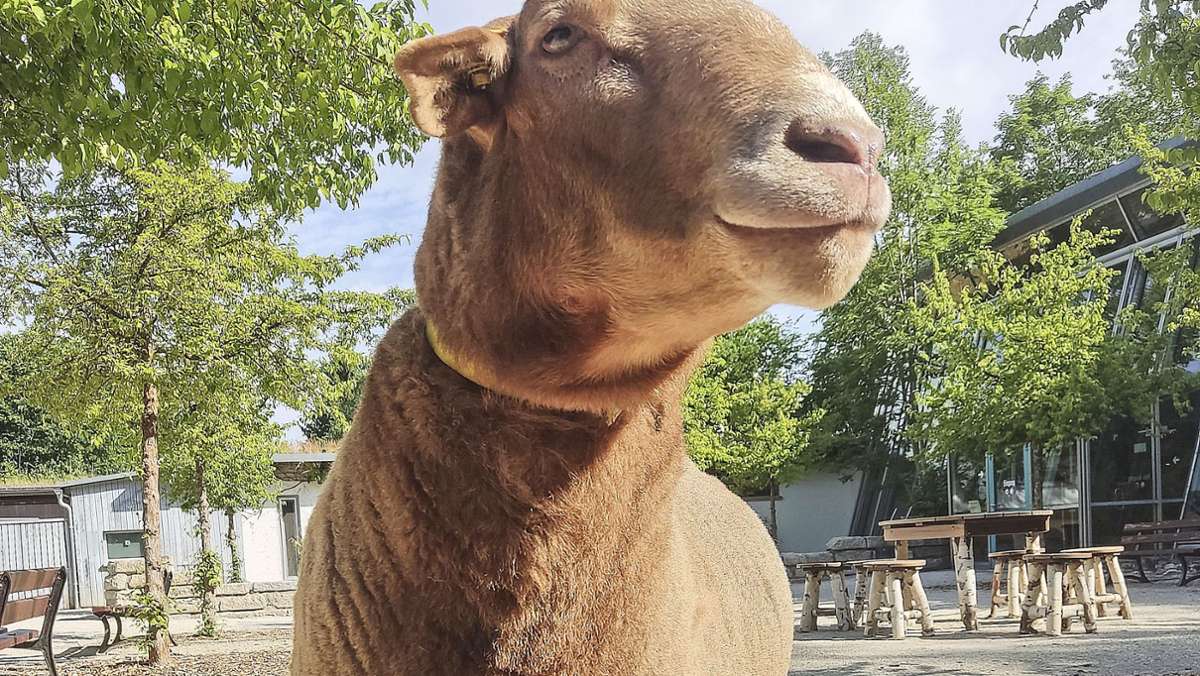 Schafzucht: Eine echte Majestät  im Hofer Zoo