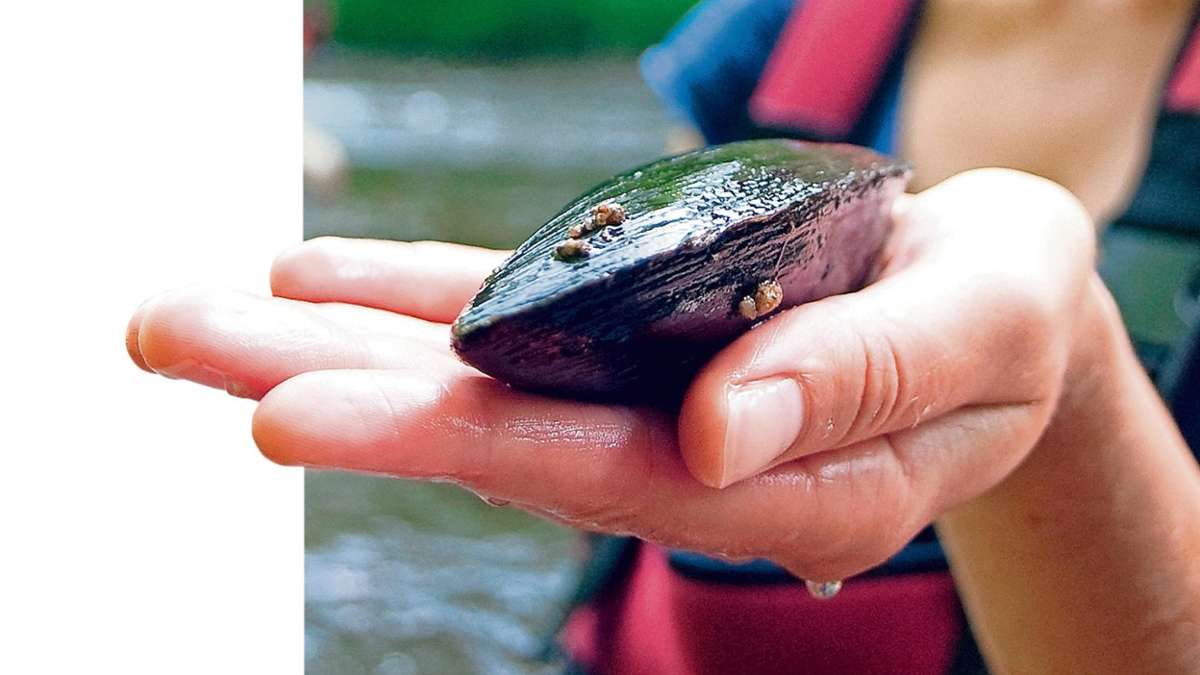 Rehau: Schutz der Flussperlmuschel ist unser großes Ziel