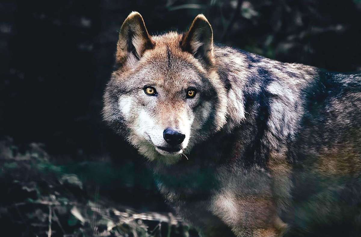Ein Wolf. So bereitet sich der Landkreis Kulmbach auf ihn vor. Foto: Christian Weidinger