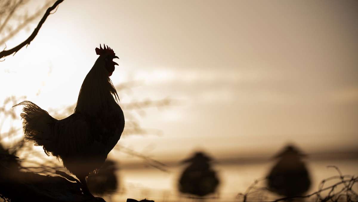 Haustierserie: Wer kräht schon  nach einem Hahn?