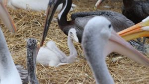 Tiere: Männliches Pelikanpärchen adoptiert Küken