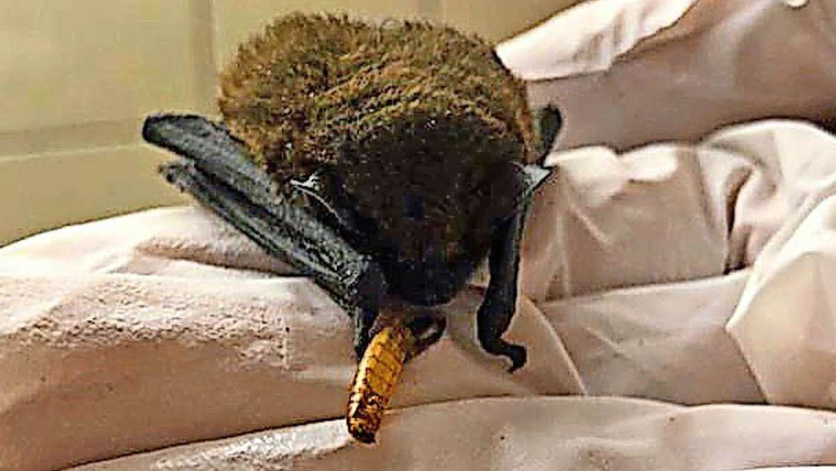 Naturschützer suchen Zeugen: Unbekannte setzen Fledermäuse aus