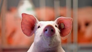 Klage gegen Schweinemast