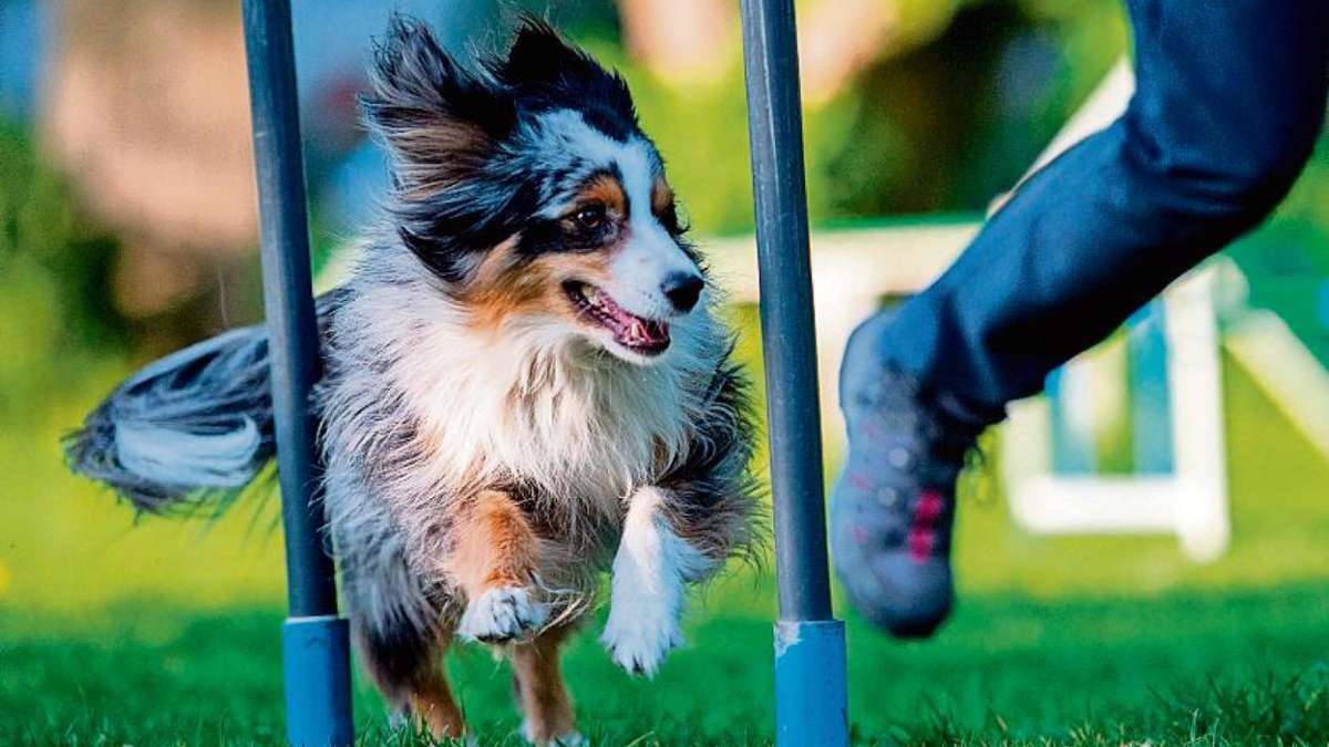 Selb: Mehrheit lehnt Hundespielplatz ab