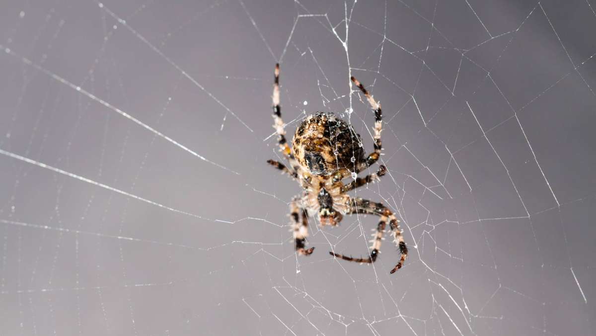 Supermarkt in Niedersachsen: Spinne beißt Mitarbeiter – Polizei sucht nach dem Tier