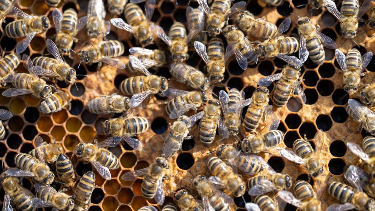Buckingham-Palast: Imker informiert königliche Bienen über Tod der Queen