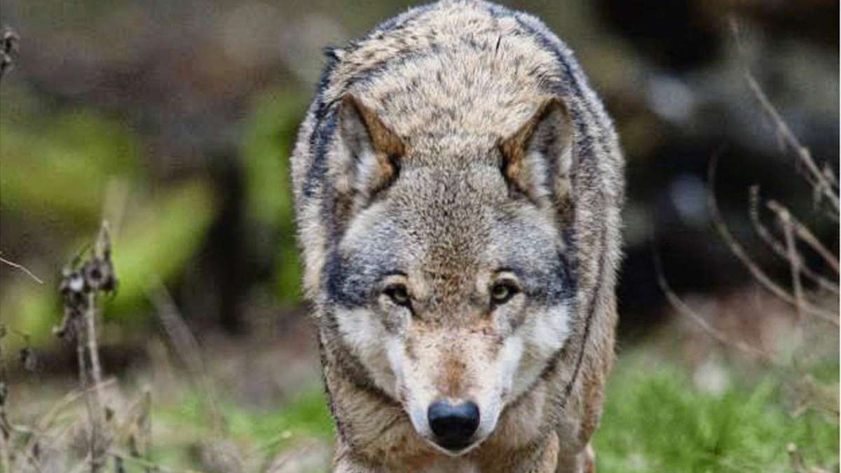 Auch im Fichtelgebirge: Wieder Wolfssichtungen in der Region