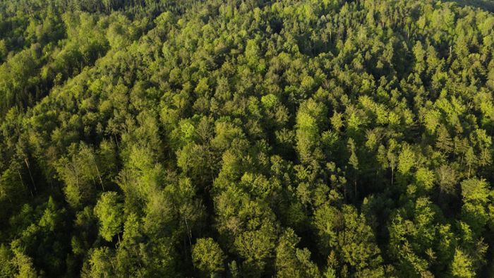 Gemeindefreies Gebiet: Ein Stückchen Wald für Naila?