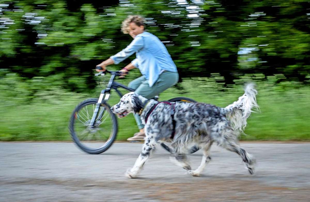 Neben dem Fahrrad herzulaufen ist für bewegungsfreudige Hunderassen kein Problem. Alternativ bietet sich ein Hundeanhänger an.    Foto: dpa/Frank Rumpenhorst