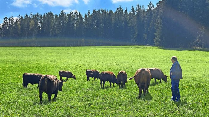 Weideflächen: In Marktredwitz sind die Kühe glücklich
