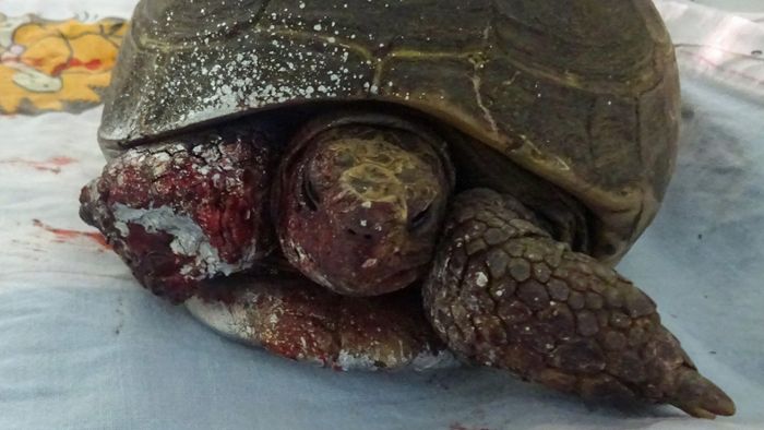 Beim Gassi-Gehen: Frau findet schwer verletzte Schildkröte