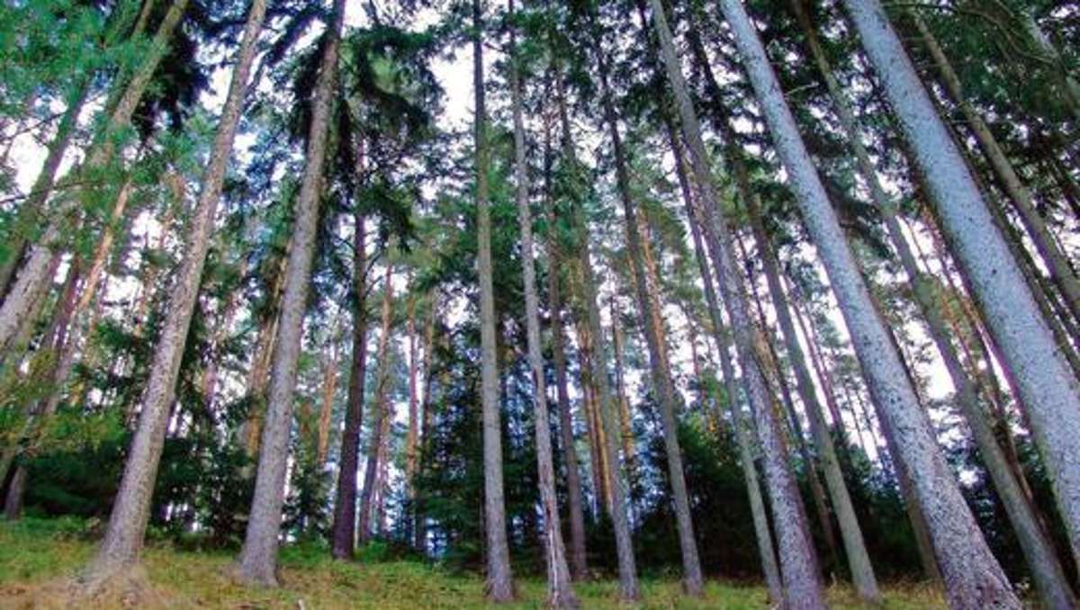 München: Bayern investiert für Umbau der Wälder zusätzliche Millionen
