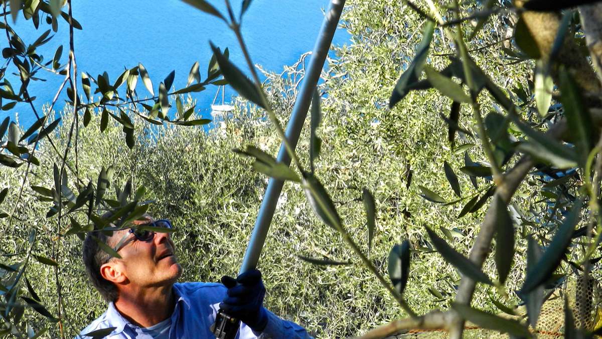 Olivenernte am Gardasee: Das Gold  des knorrigen Baums