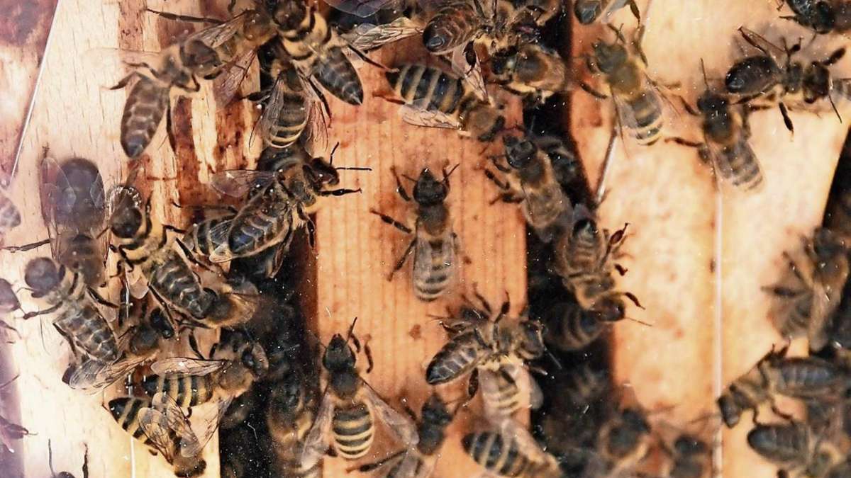 Lichtenberg: Bienenvölker in Lichtenberg gestohlen