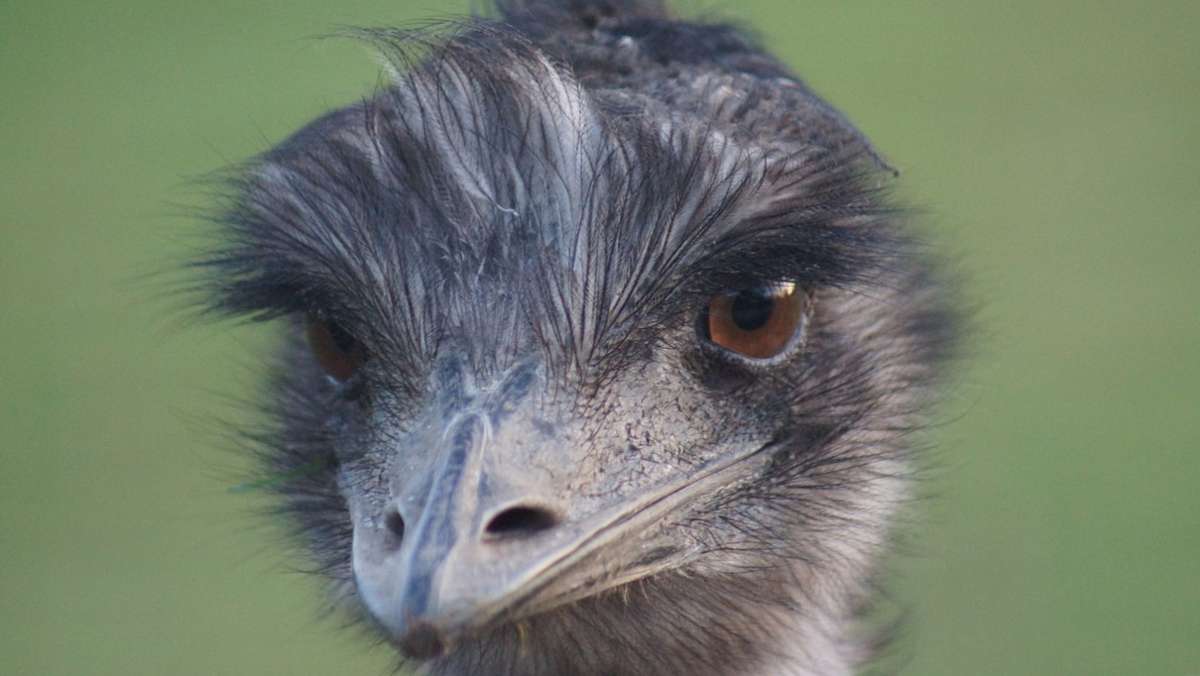 Vogelstar bei TikTok: Emmanuel! – Ein frecher Emu geht viral