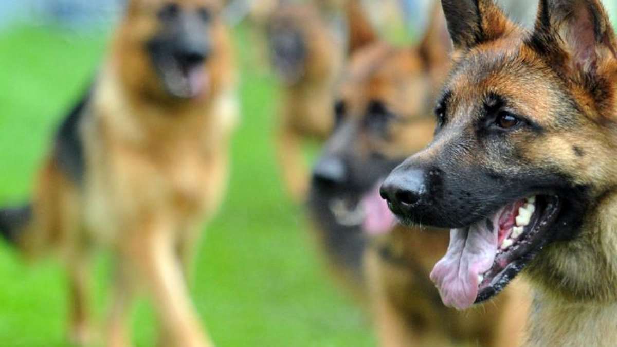 Münchberg: Prüfung abgeschlossen: Schäferhunde sind nicht aggressiv