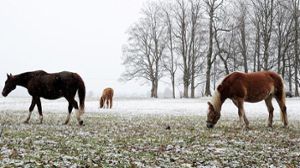Wunsiedel: Entlaufene Pferde verursachen Unfall
