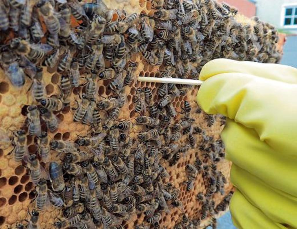 Moderne Monokulturen bekommen den Bienen gut, sagte der Wissenschaftler Dr. Gerhard Liebig. 	Foto: Bäumler Quelle: Unbekannt