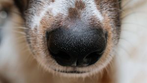 Gefahr für Hund: Hochansteckendes Virus in Bayern nachgewiesen