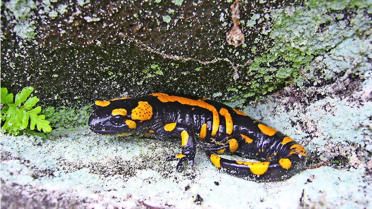 Tierschützer sorgen sich: Die Pest bedroht den  Salamander