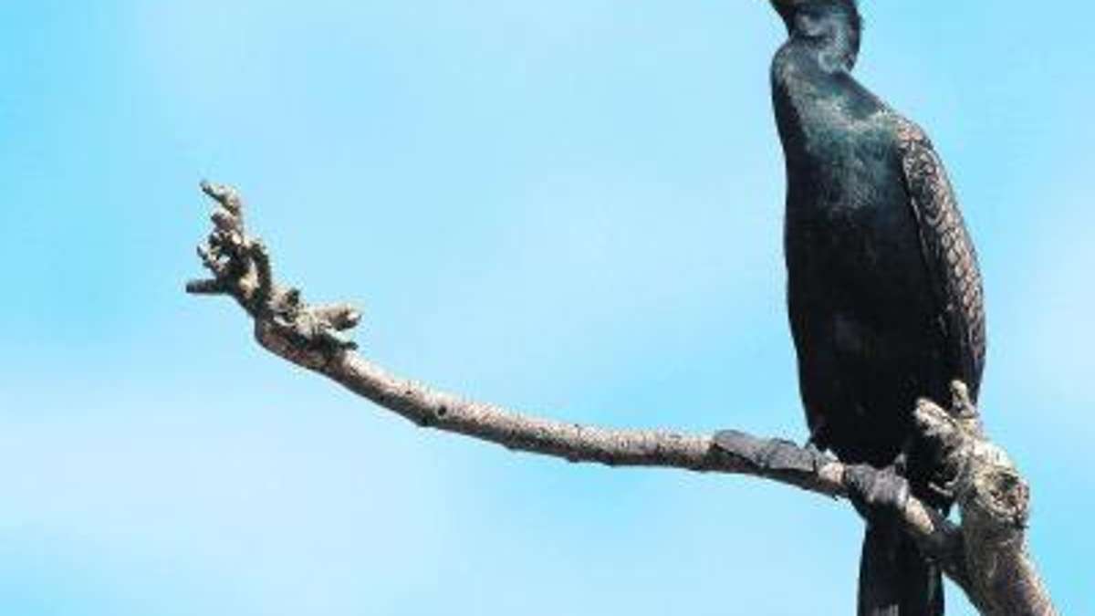 Wunsiedel: Schwarzer Vogel zieht Zorn auf sich