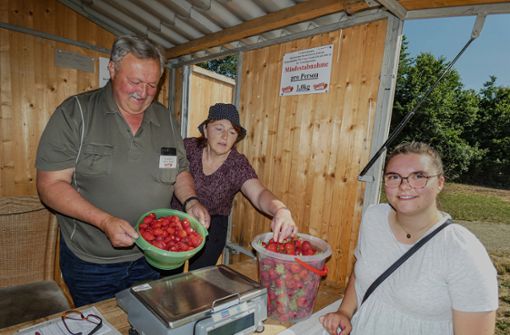Alfred Herold aus Dörfles/Mainleus ist für den Verkauf und damit auch für das Wiegen zuständig, wenn die Plücker vom Feld kommen und ihre frischen Erdbeeren bezahlen. Foto: Werner Reißaus