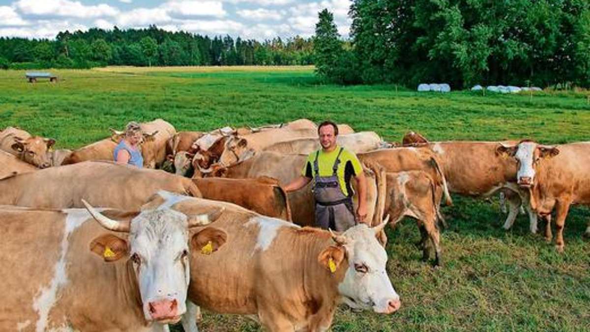 Fichtelgebirge: Kühe nehmen die Bullenhitze gelassen