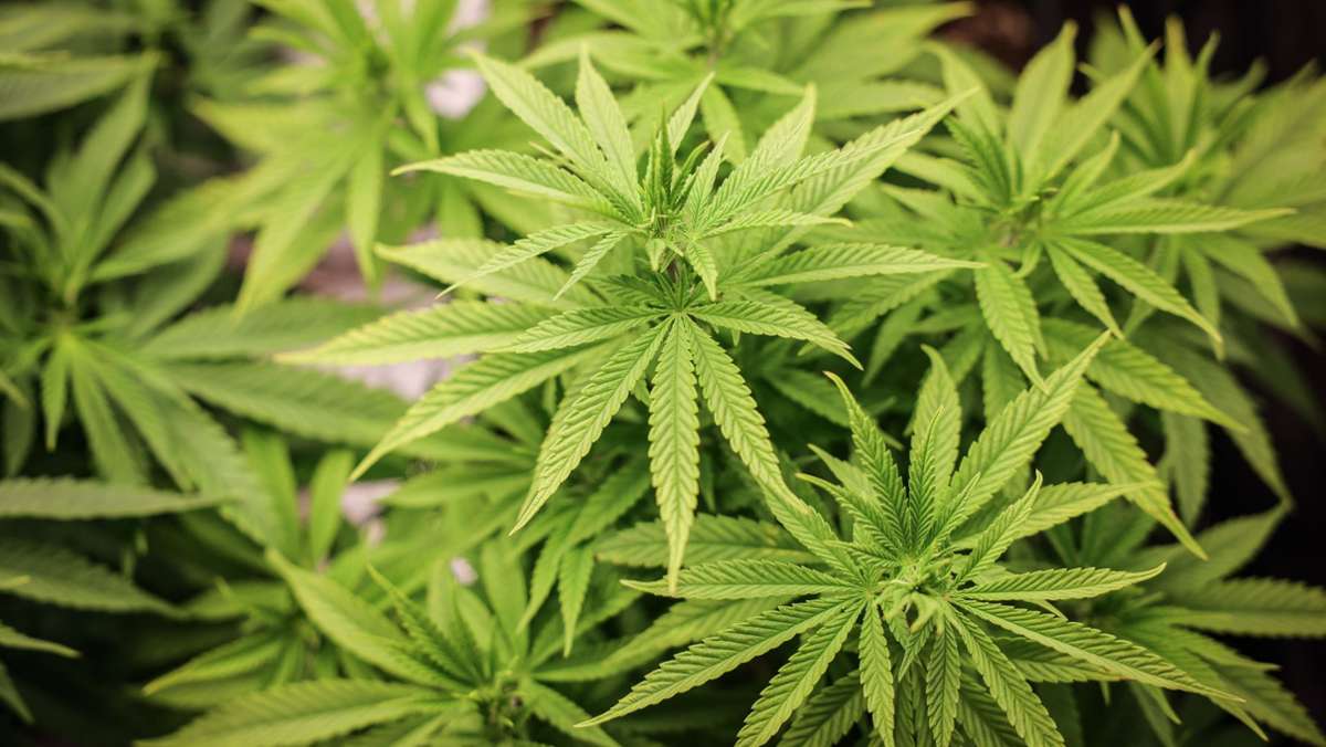 Cannabis-Teillegalisierung: Land erwägt Kiff-Verbot für Volksfeste und Englischen Garten