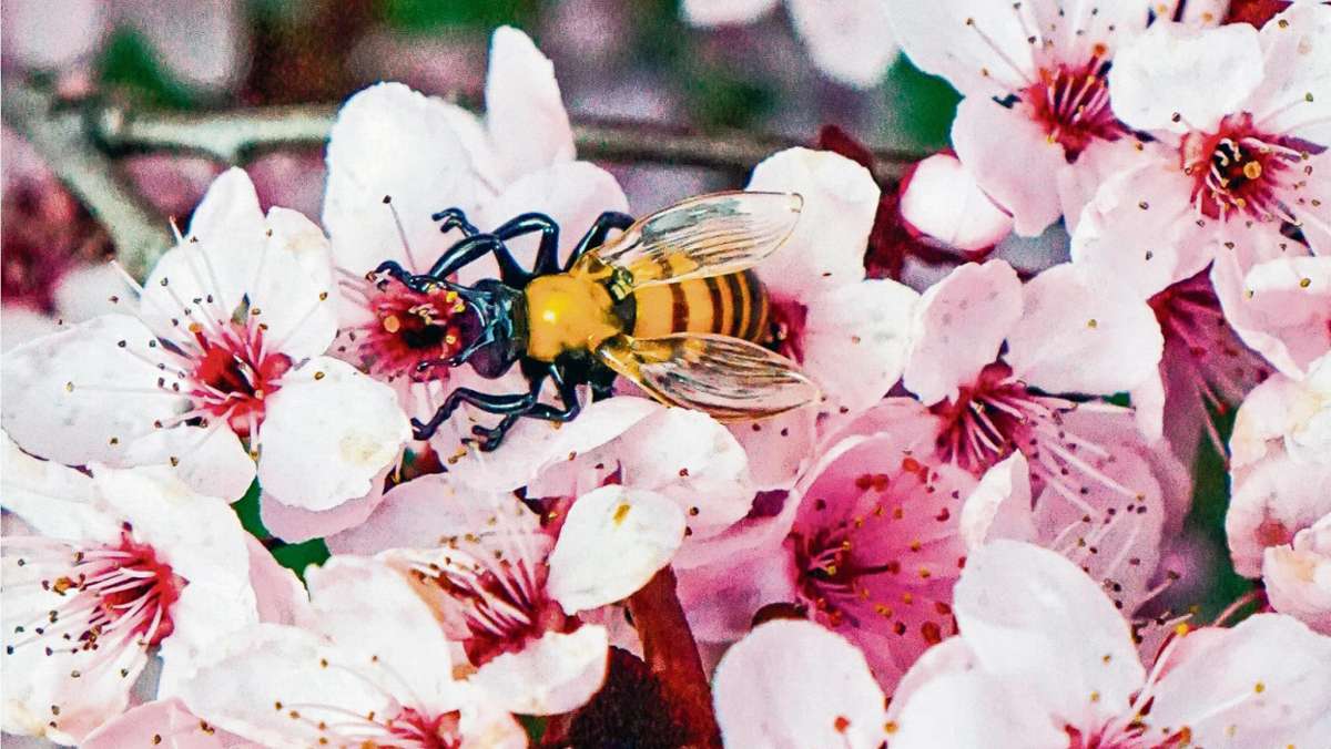 Fichtelgebirge: Wespen enpuppen sich als Wildbienen